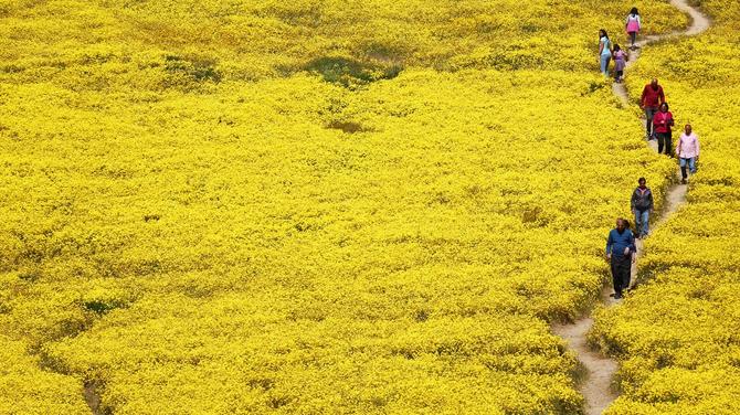 California’s ‘Superbloom’ Is So Massive You Can See It From Space