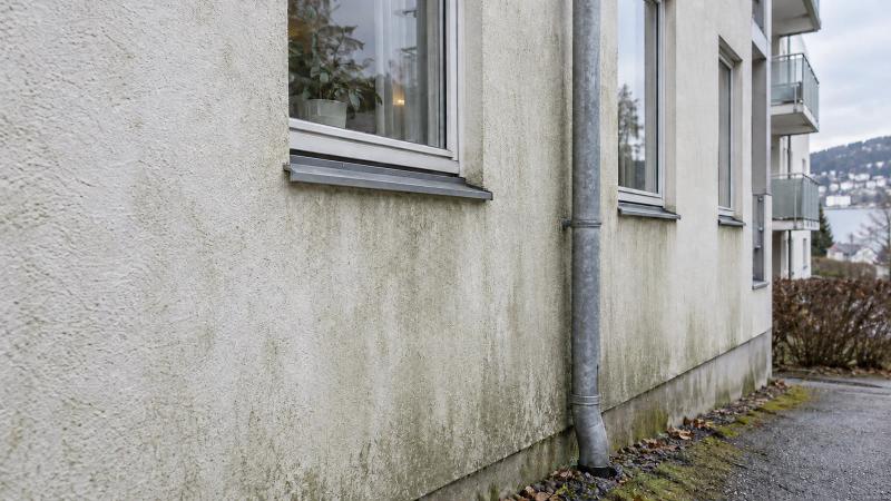 Grønn algebegroing på pusset fasade