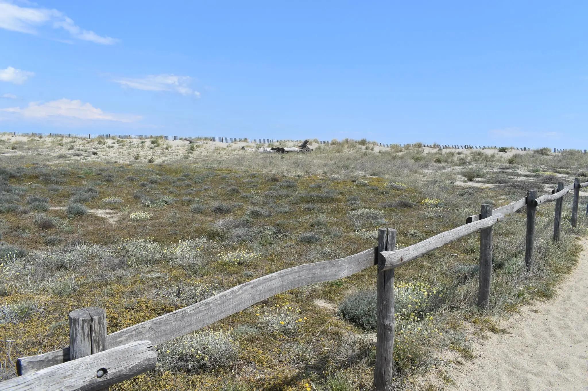The short walk across the dunes to Plage Naturiste de Torreilles