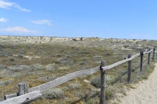 The short walk across the dunes to Plage Naturiste de Torreilles