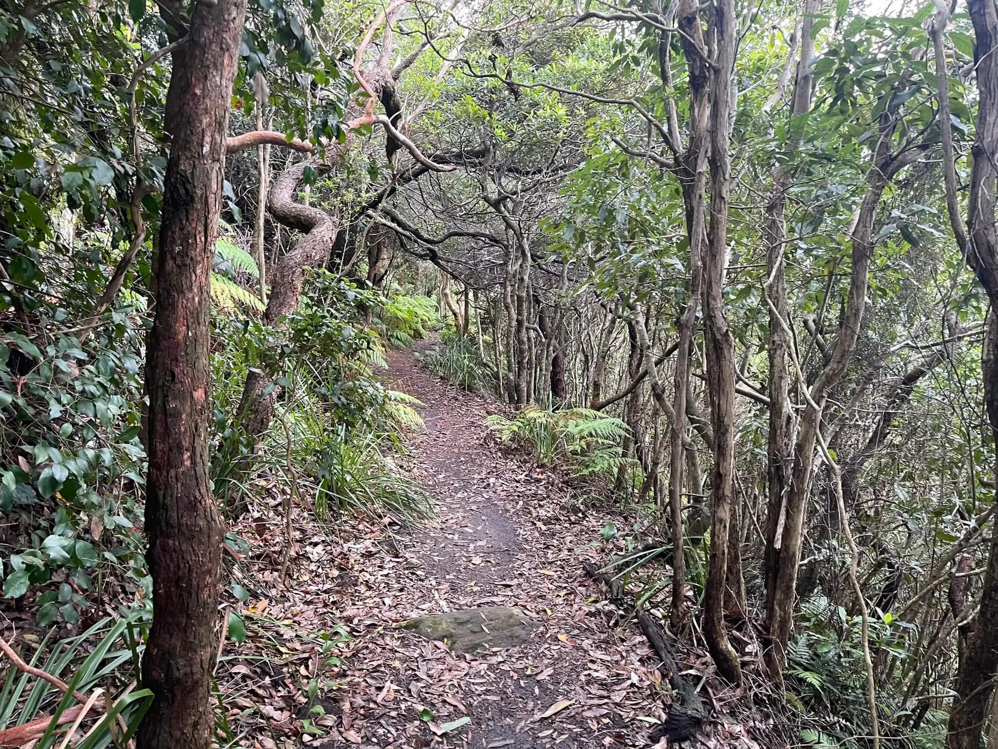 The trail down to Werrong Nude Beach