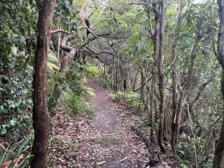 The trail down to Werrong Nude Beach