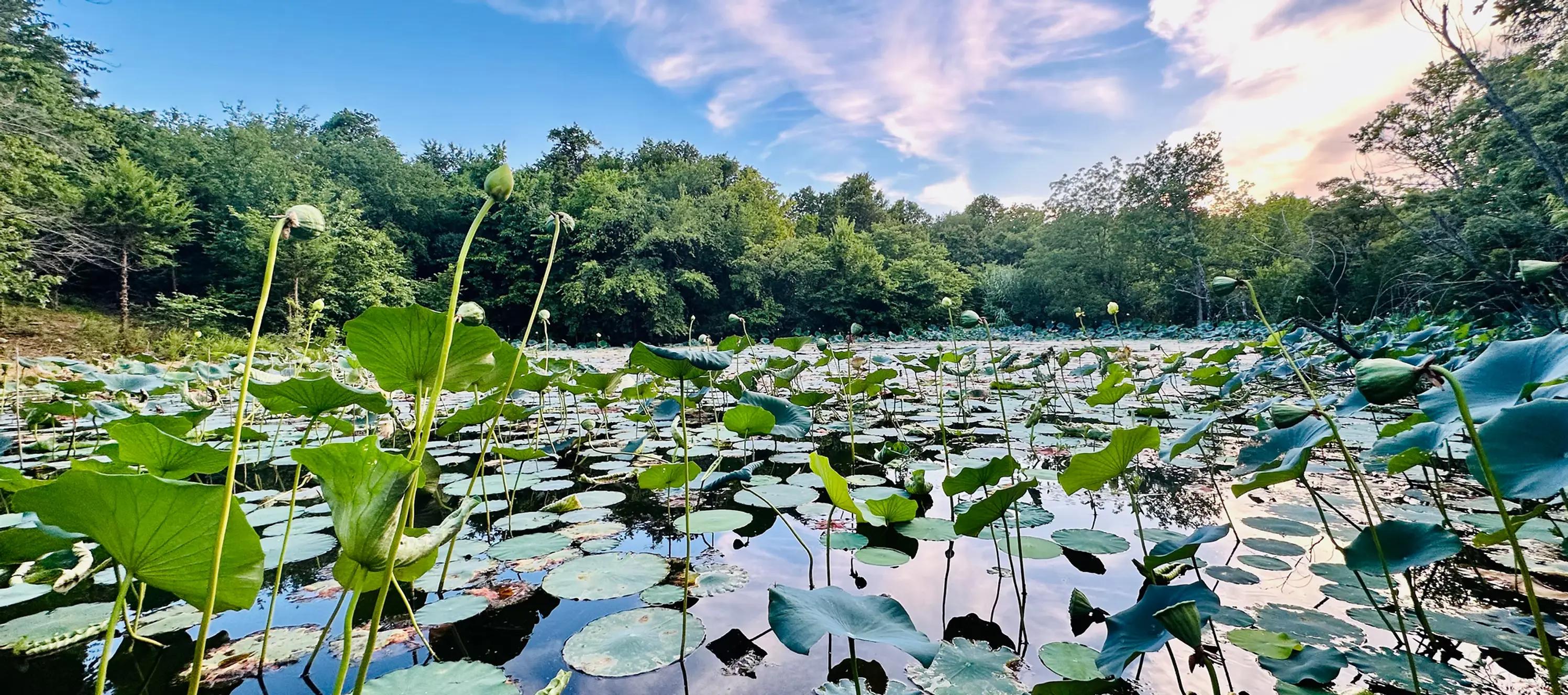 Oaklake Trails Naturist Resort