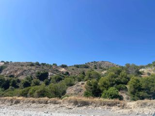 Shade and pigs at Playa de las Alberquillas