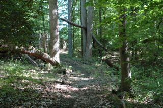 Hiking trails at Pine Tree Associates - naturist resort Maryland