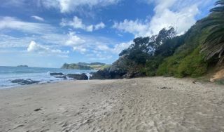 Tropical island vibes at Little Palm Beach in Waiheke