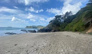Tropical island vibes at Little Palm Beach in Waiheke