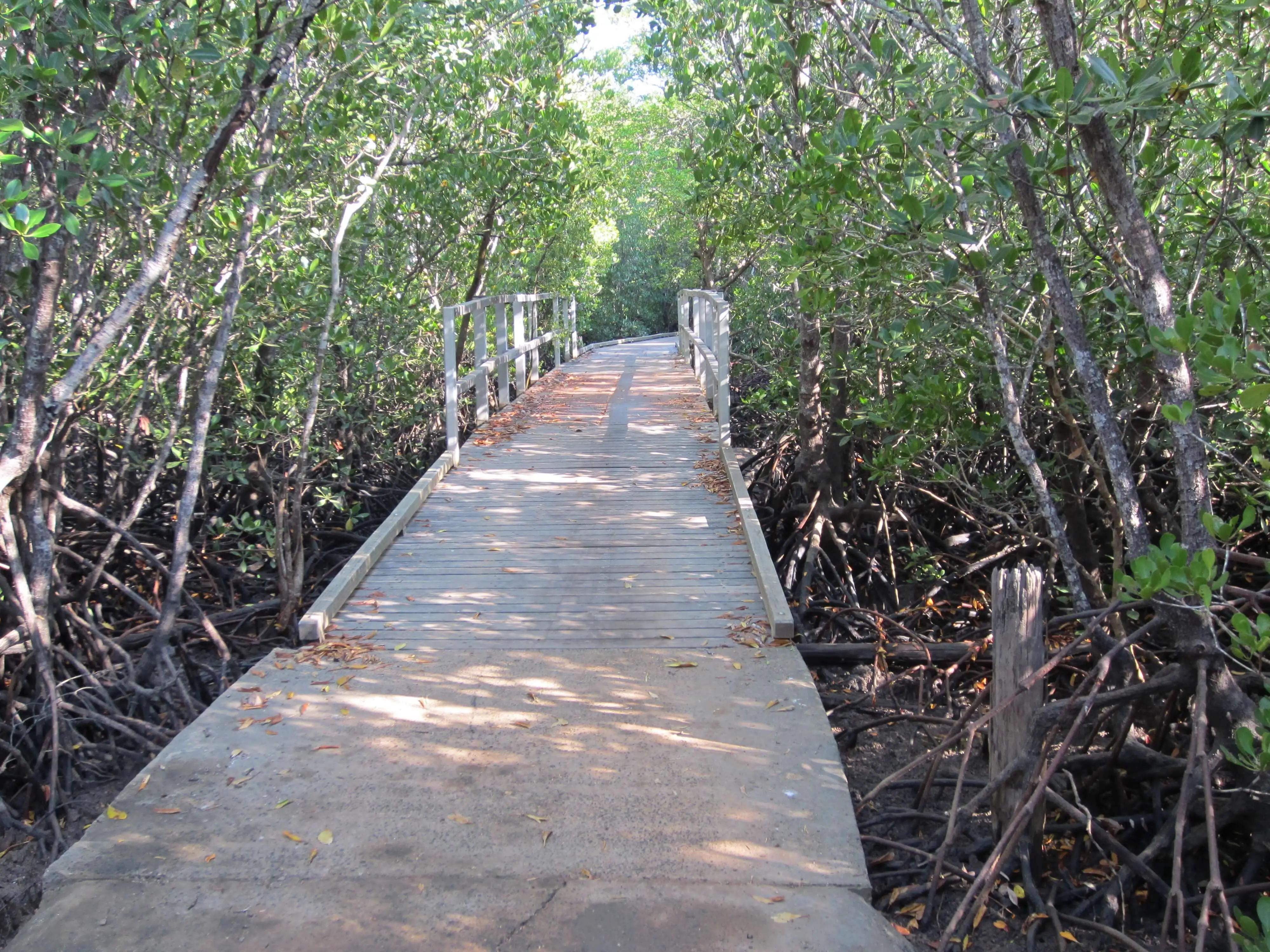 Platforms above the mangroves on the way to Casuarina Nude Beach