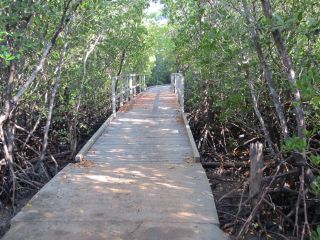 Platforms above the mangroves on the way to Casuarina Nude Beach