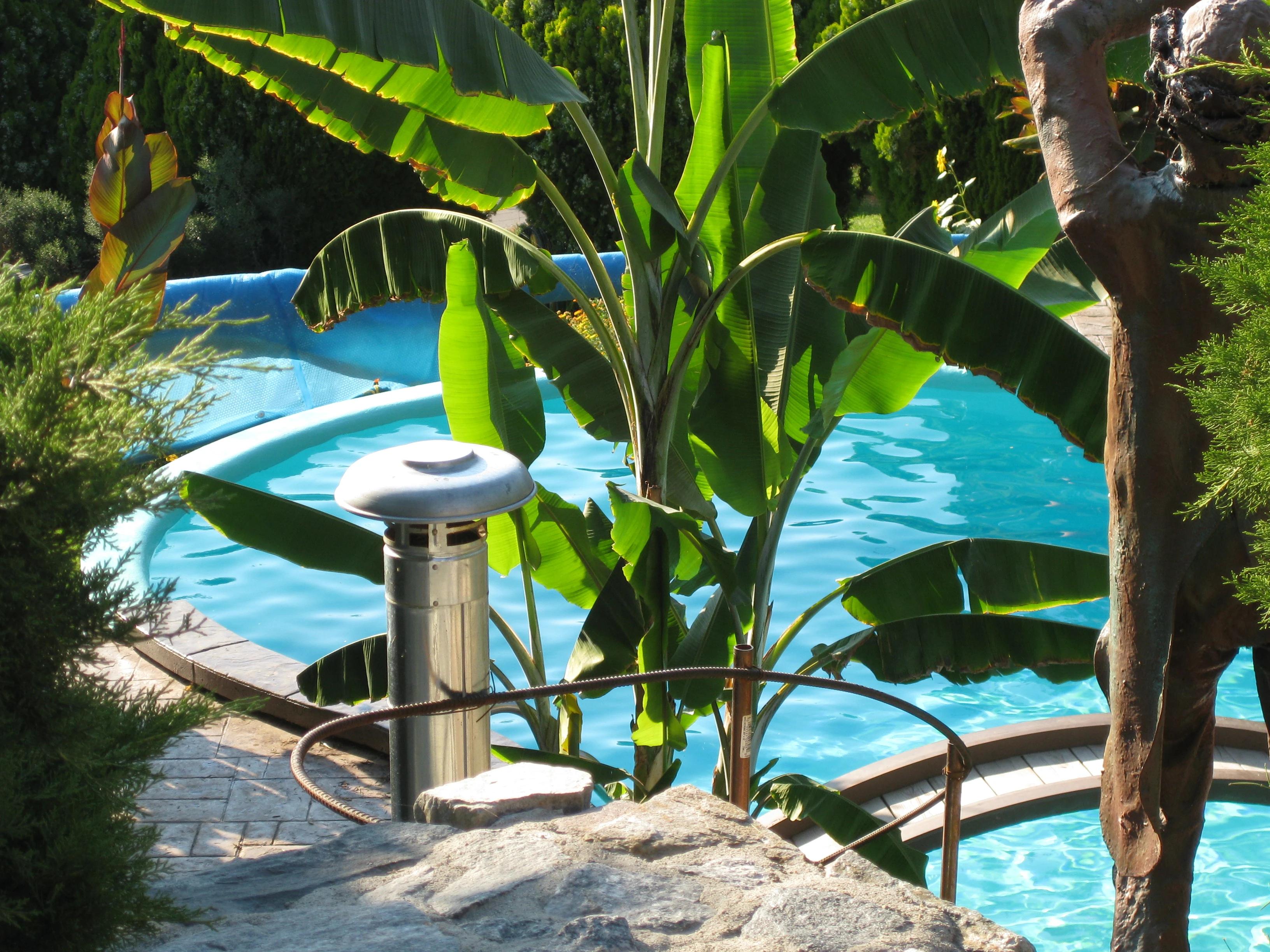Pool View with Plants