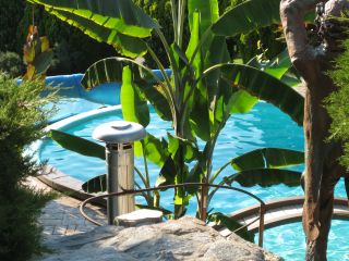 Pool View with Plants