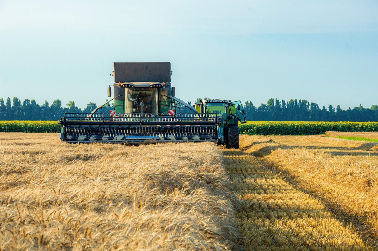 Combine harvester working a grain field