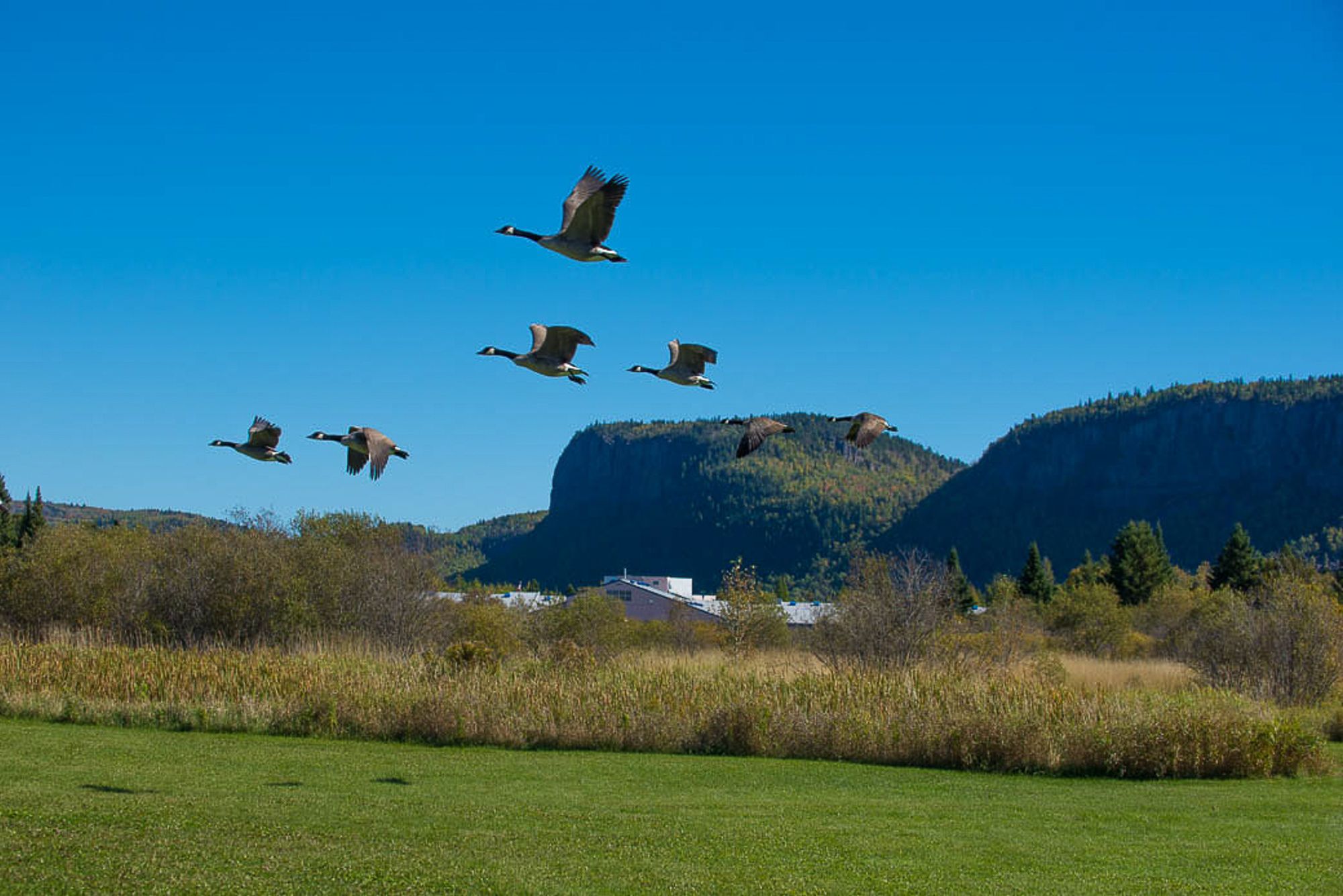 Geese flying past Mount McKay