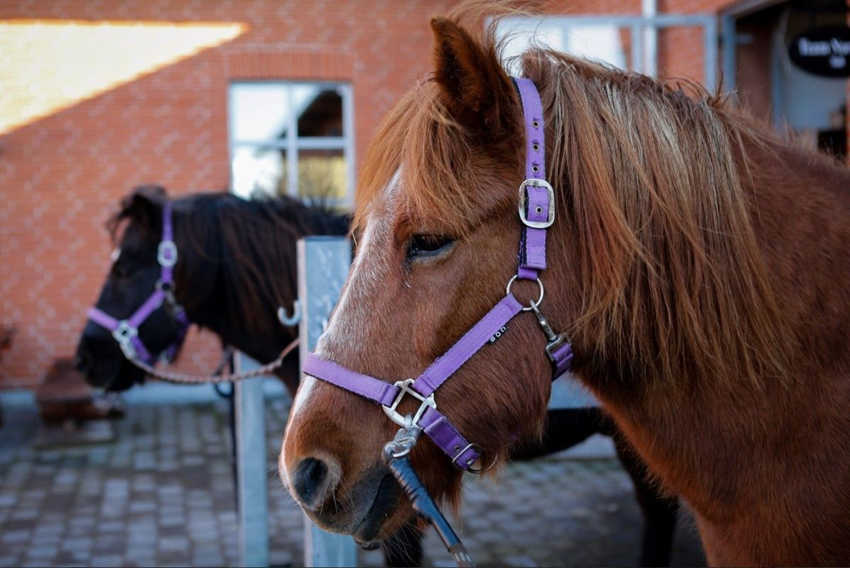Habitushuset Sønderkær — STU-uddannelse i Syddanmark