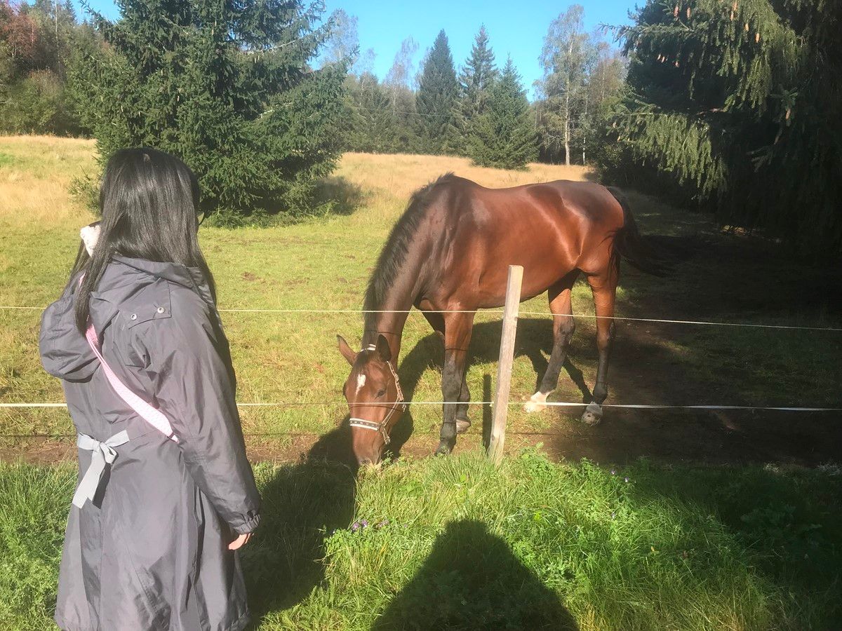 Skolen Hjuldamperen — STU-uddannelse i Hovedstaden