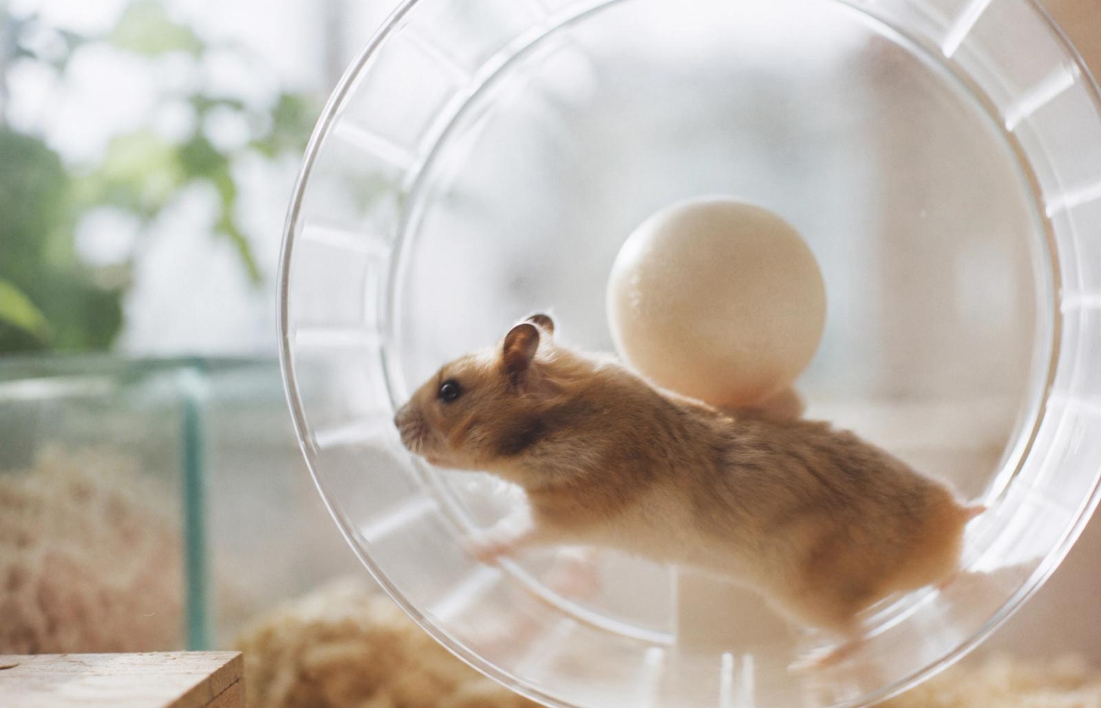 En hamster springer i ett hamsterhjul.