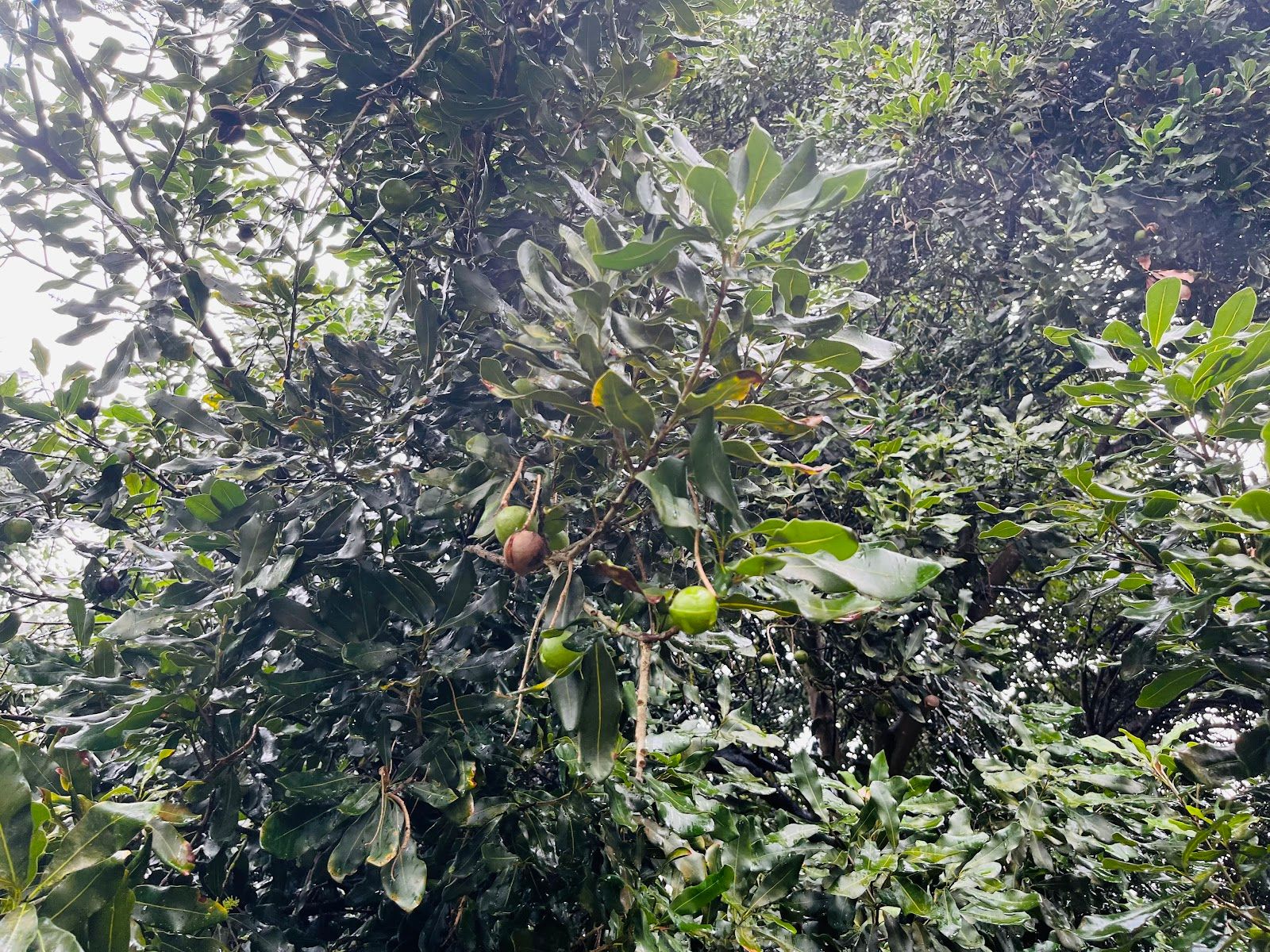 Photo 8 of JoesNuts Macadamia Farm in South Kona, Big Island