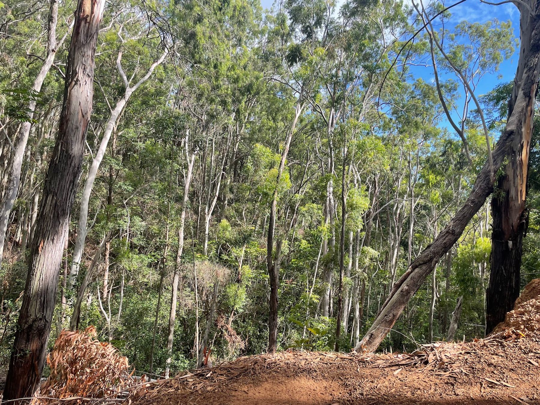 Photo 3 of ʻAiea Loop Trailhead in Pearl Harbor & ʻAiea, Oahu