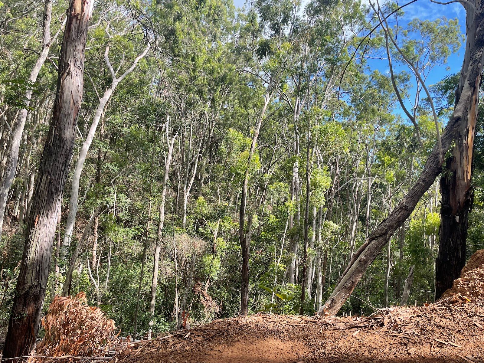 Photo 3 of ʻAiea Loop Trailhead in Pearl Harbor & ʻAiea, Oahu
