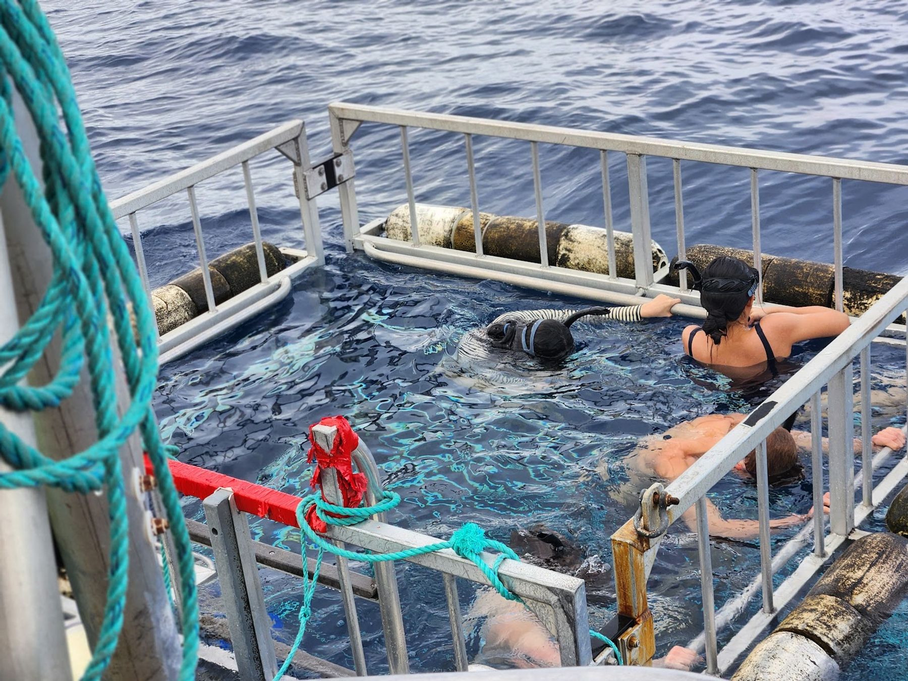 Photo 3 of North Shore Shark Adventures in Haleʻiwa, Oahu