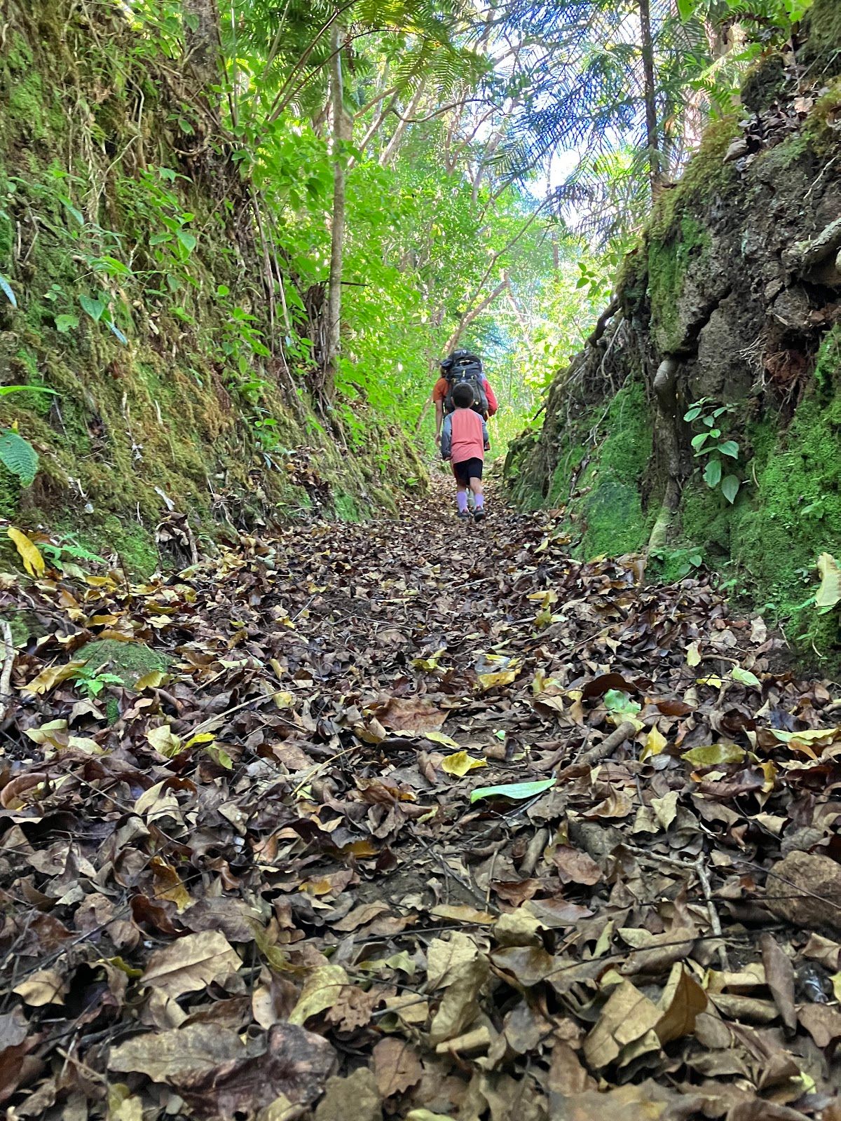 Photo 7 of Muliwai Trail in Waipiʻo, Big Island