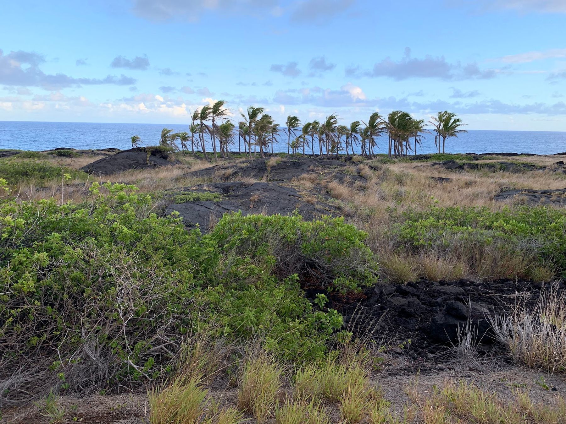 Photo 6 of Chain of Craters Road Turnaround in Volcano, Big Island
