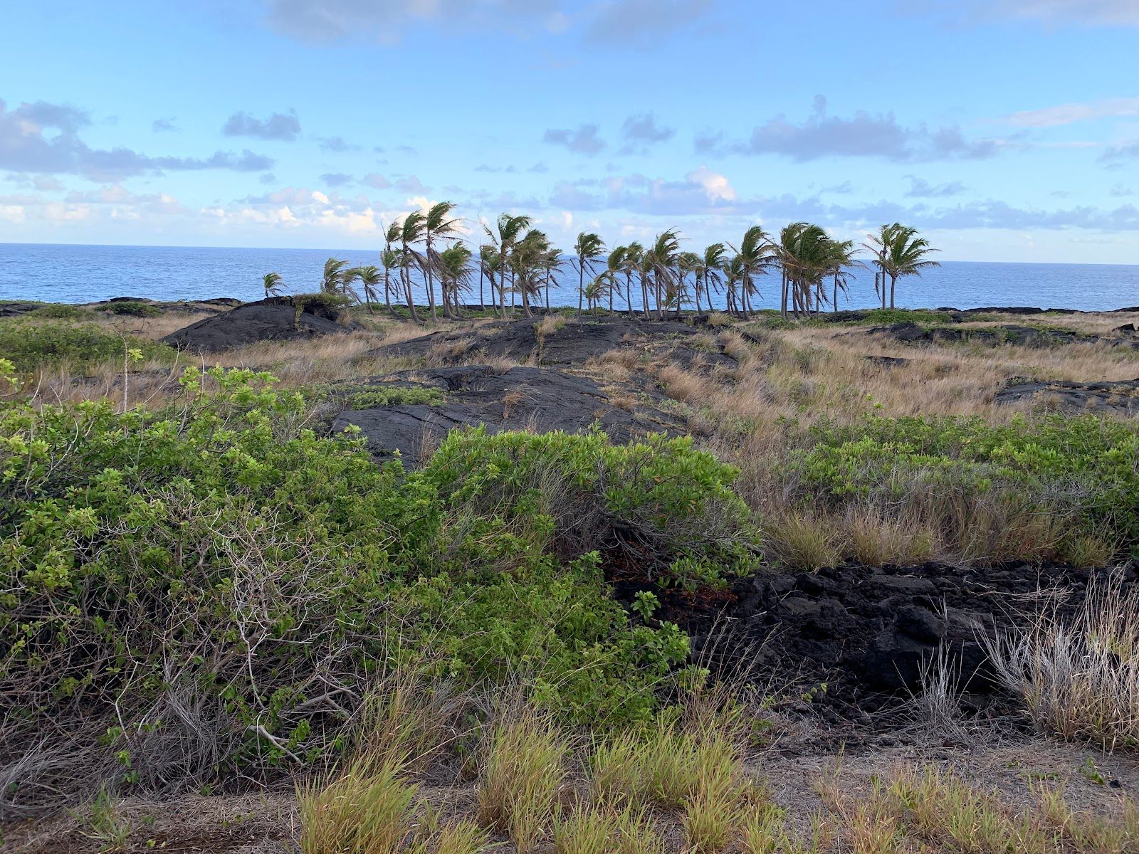 Photo 6 of Chain of Craters Road Turnaround in Volcano, Big Island