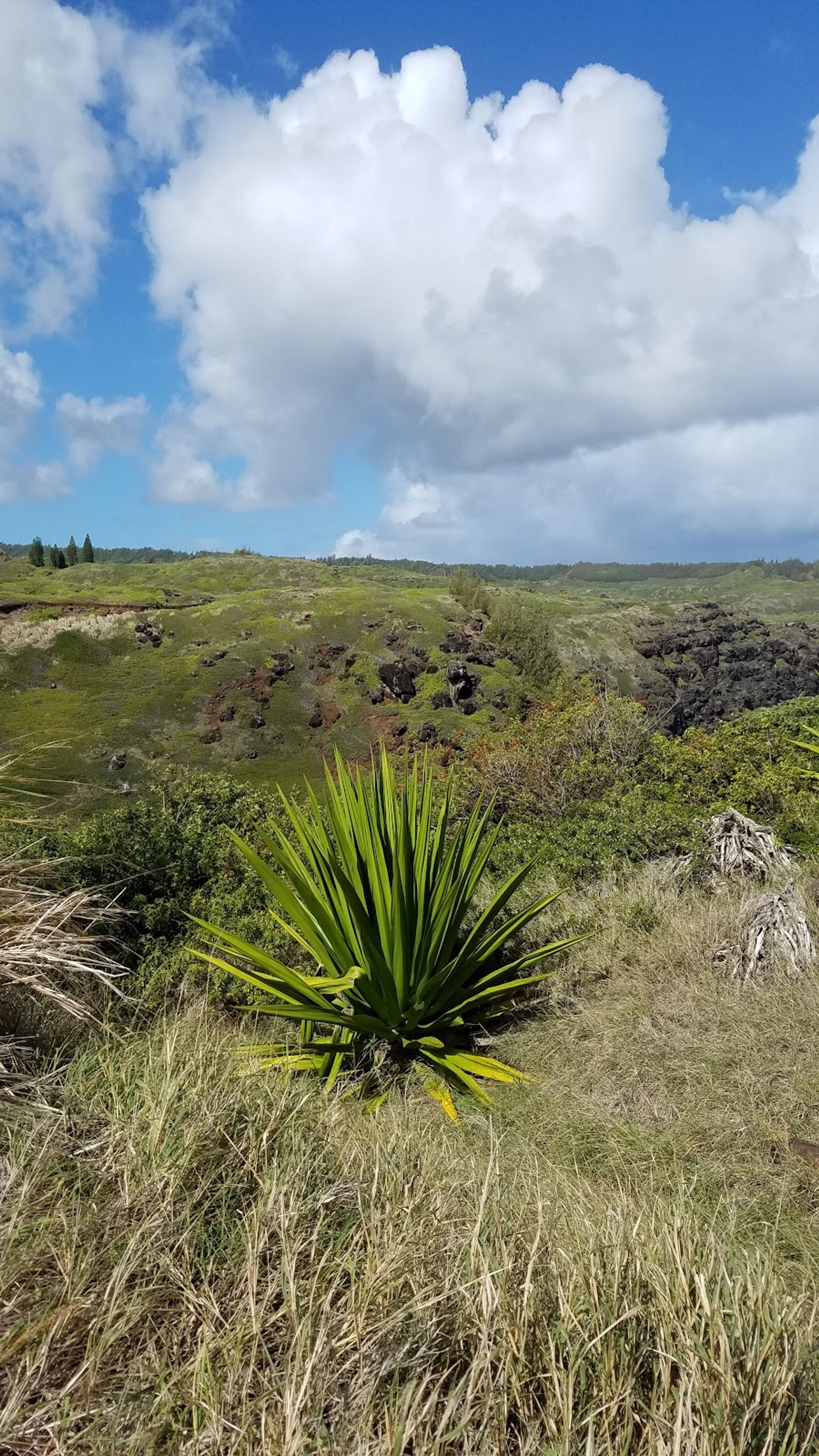 Photo 8 of ʻOhai Trail in Wailuku, Maui