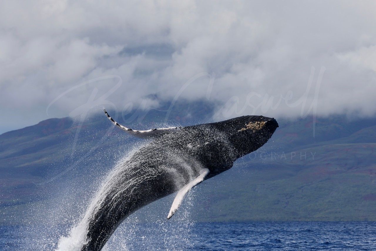Photo 1 of Maui Adventure Cruises in Lāhainā, Maui