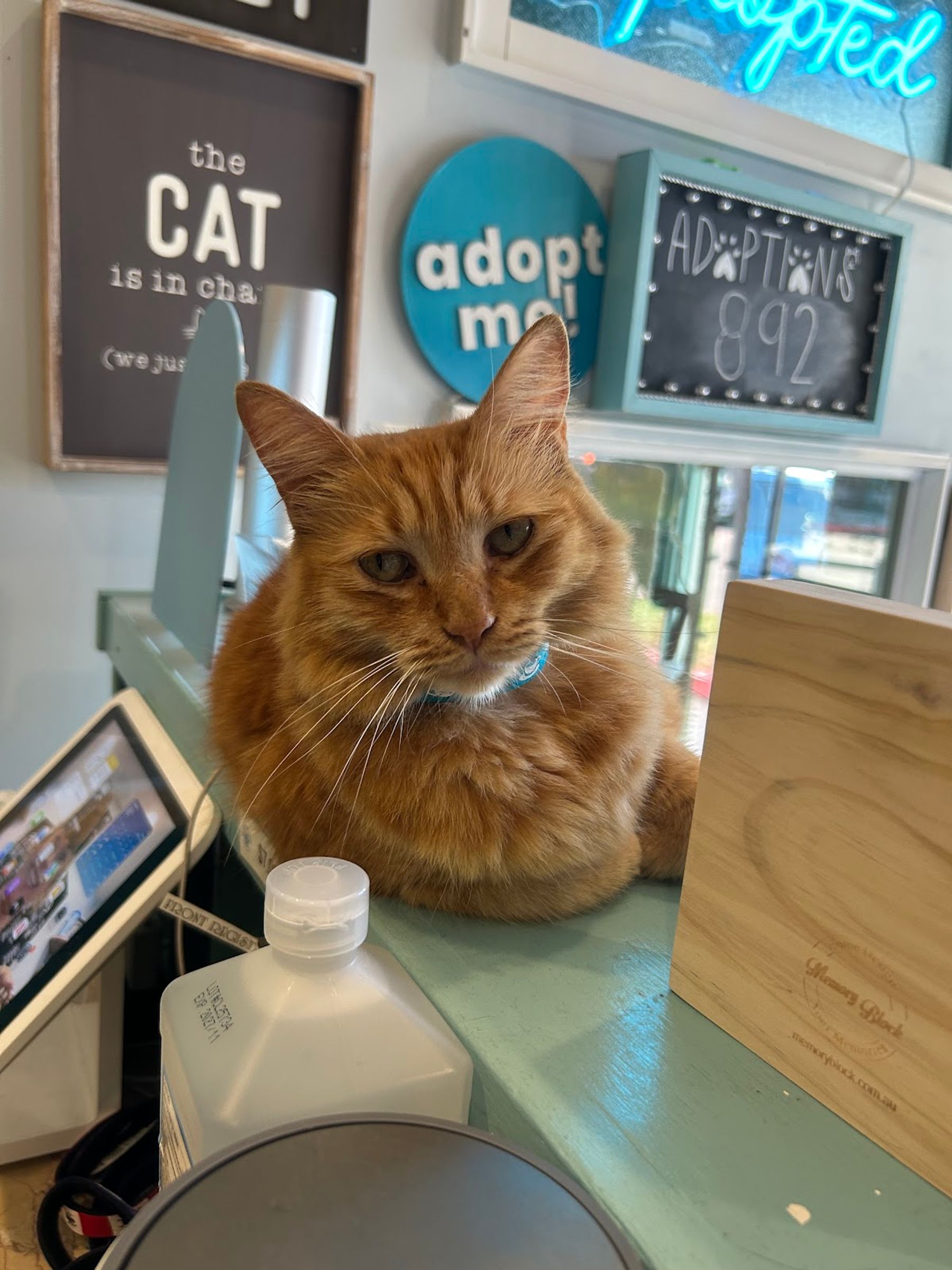 Photo 5 of Toe Beans & Dreams Adoption Cafe in Pearl Harbor & ʻAiea, Oahu