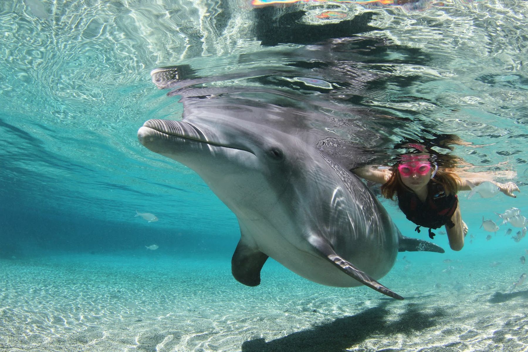 Photo 1 of Dolphin Quest Hawaii in Waikoloa, Big Island