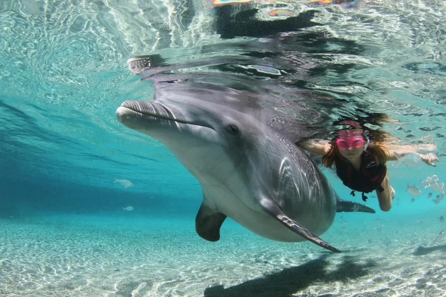 Photo 1 of Dolphin Quest Hawaii in Waikoloa, Big Island