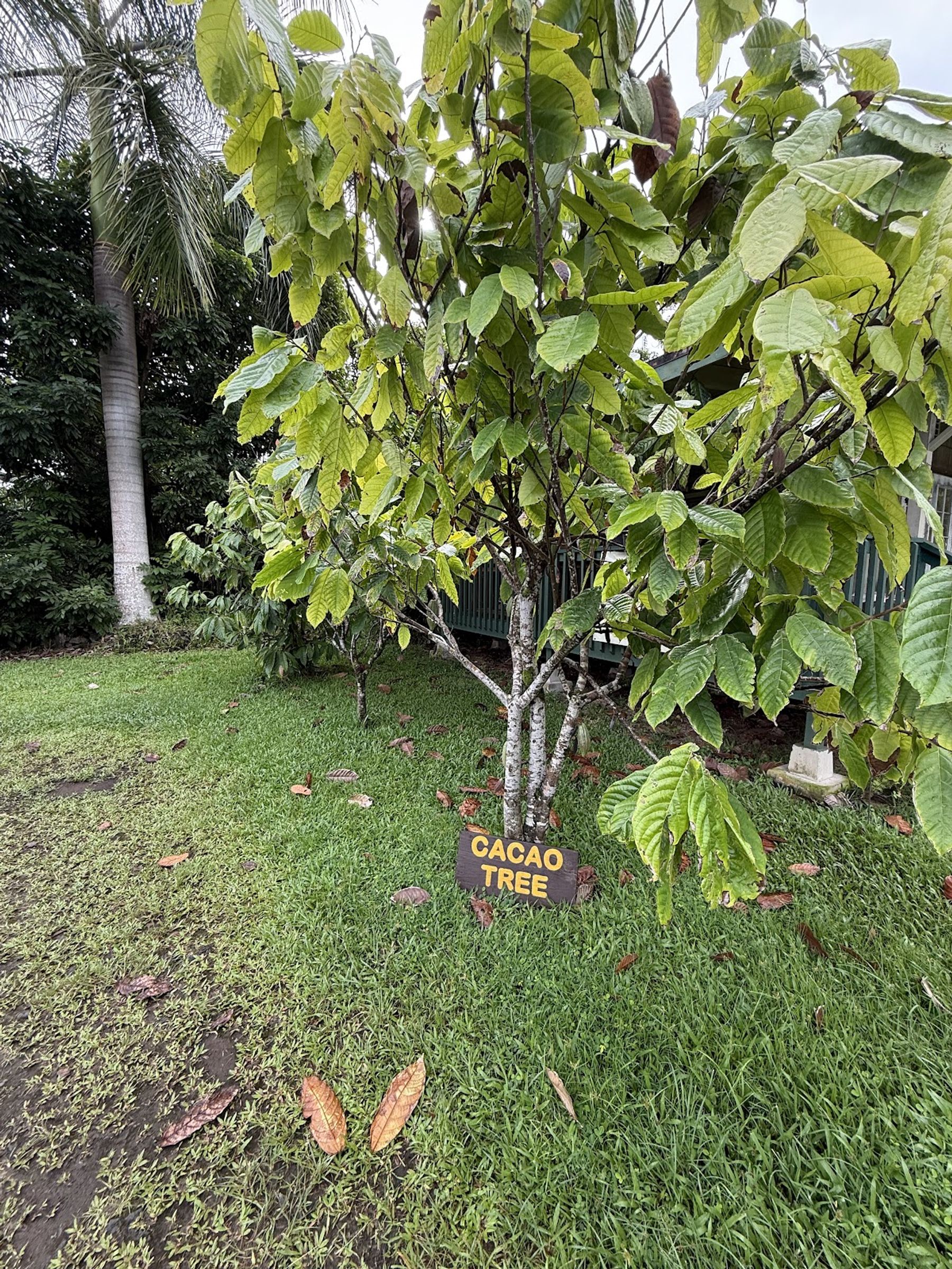 Photo 6 of Hana Gold Cacao Plantation in Hāna, Maui