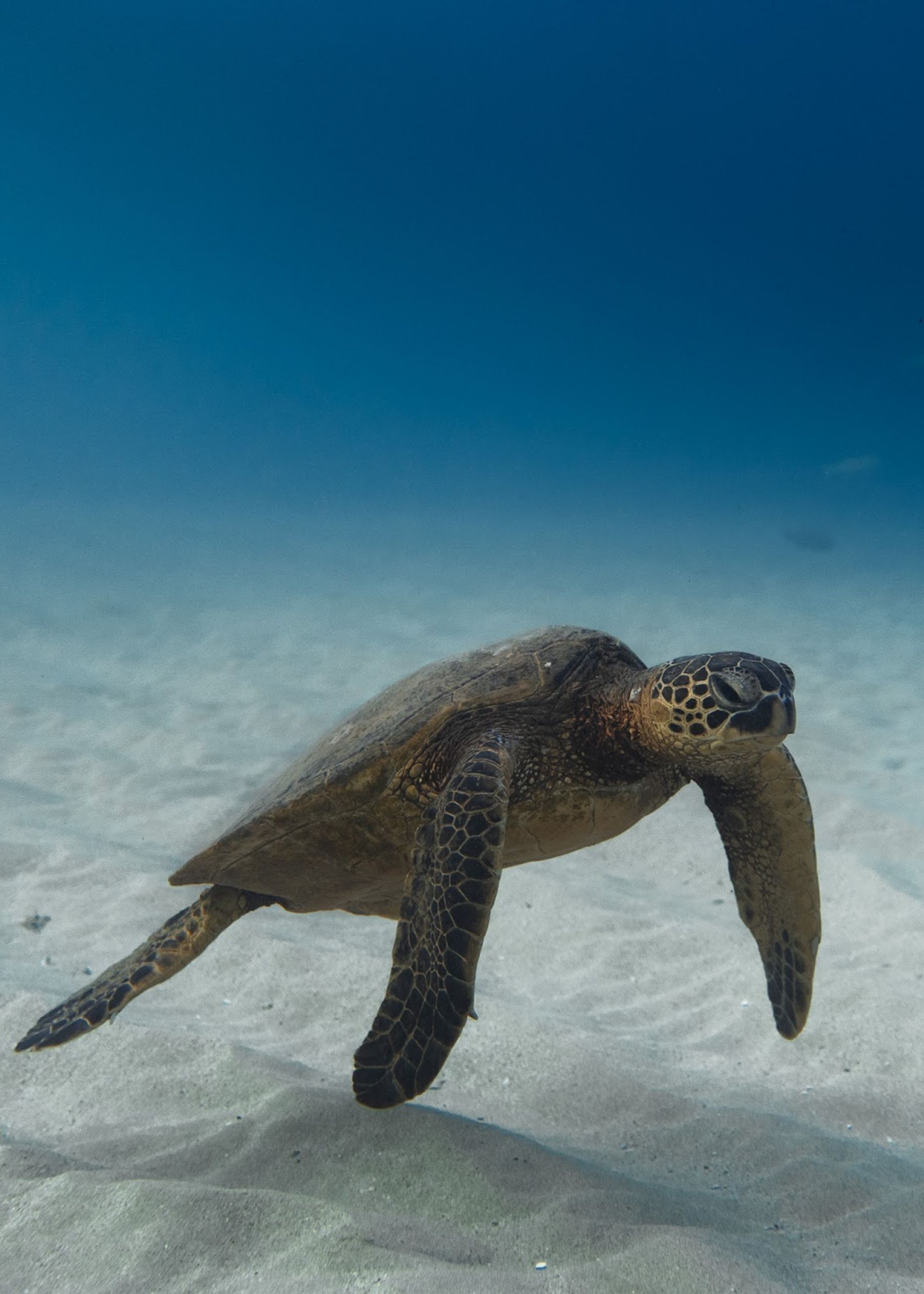 Photo 1 of Waikiki Turtle Snorkeling Oceanstar in Ala Moana & Mōʻiliʻili, Oahu