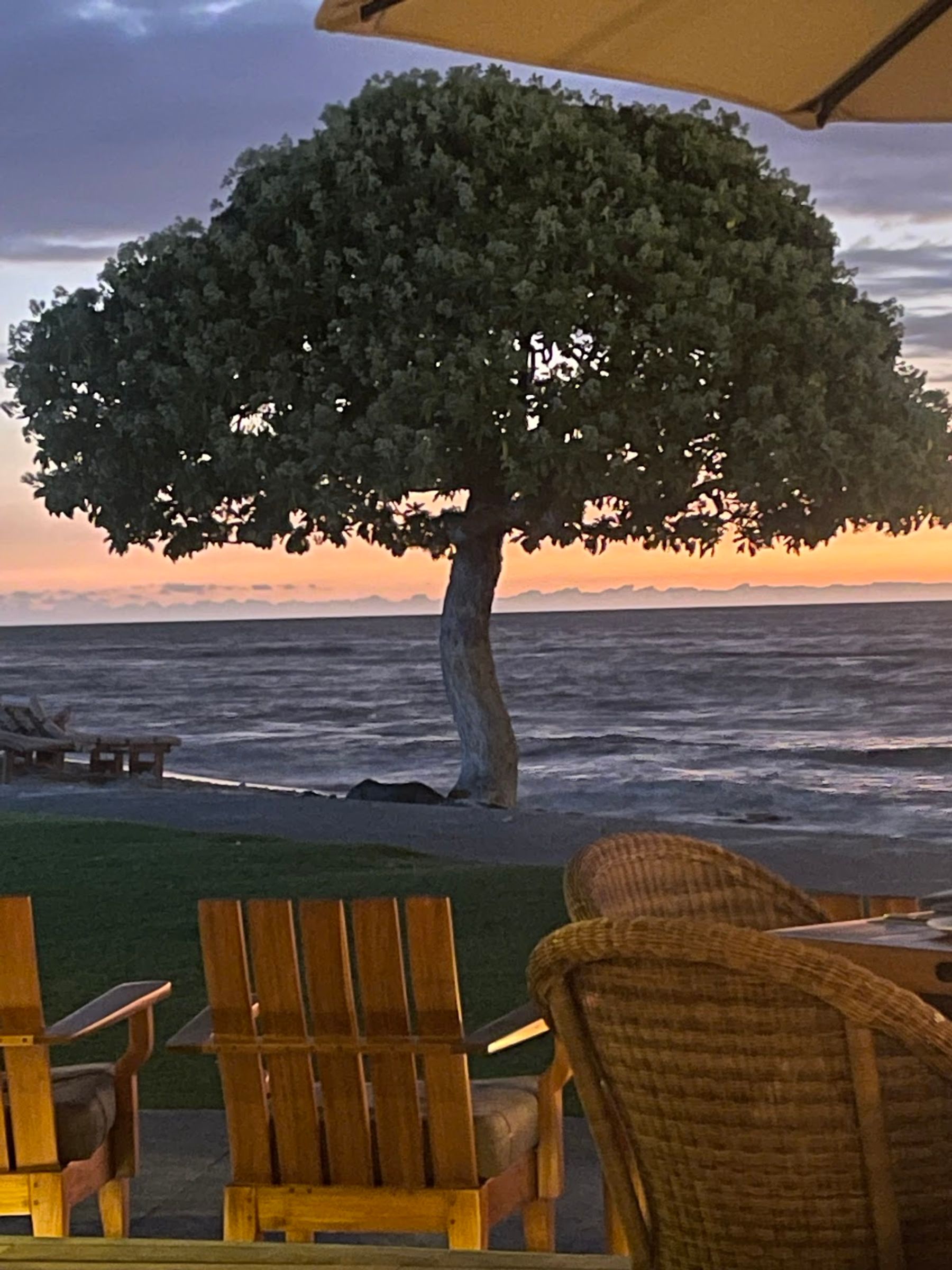Photo 5 of Beach Tree Restaurant & Bar in Kailua-Kona, Big Island