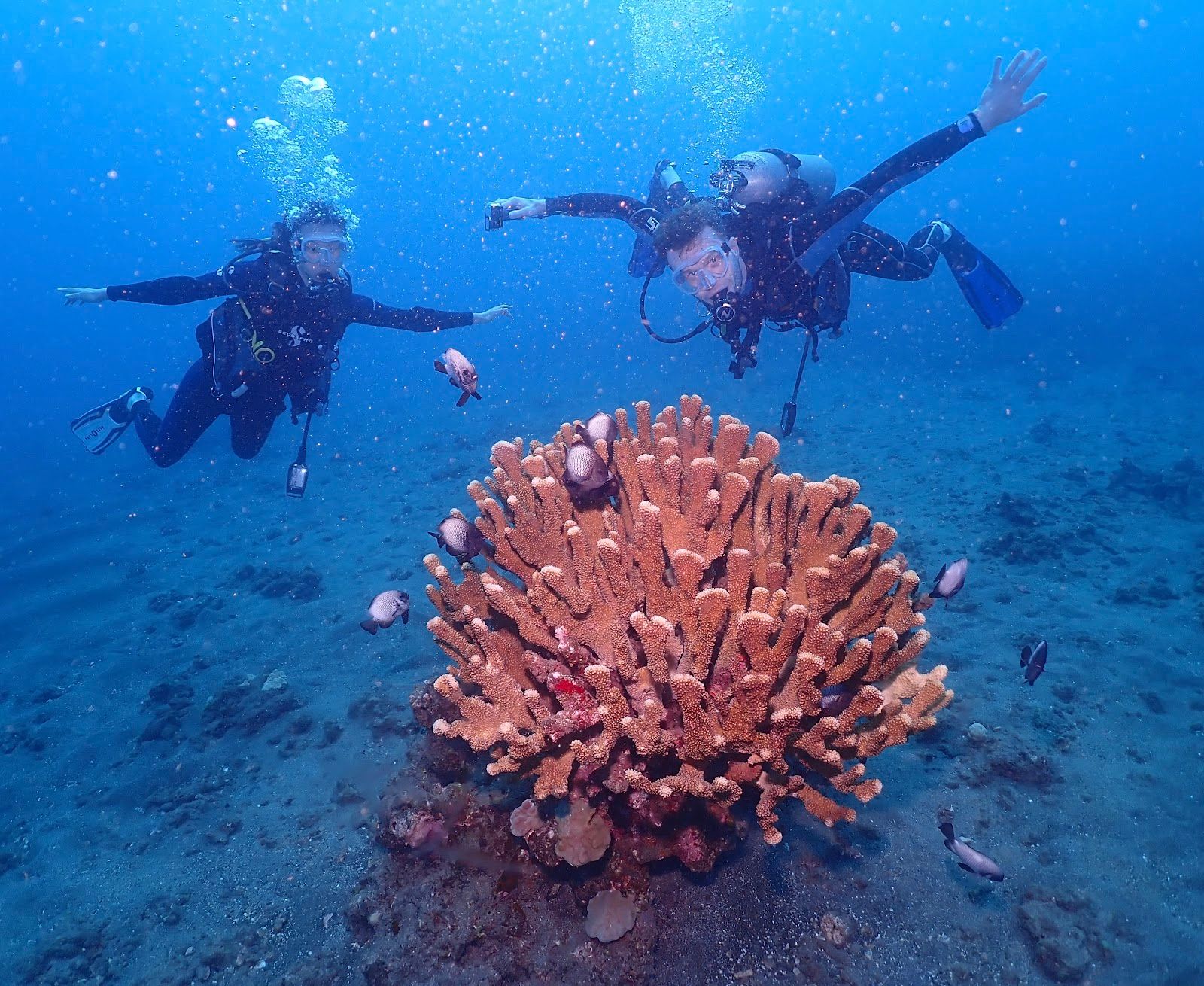 Photo 7 of Maui Diamond Sea Sports in Māʻalaea, Maui