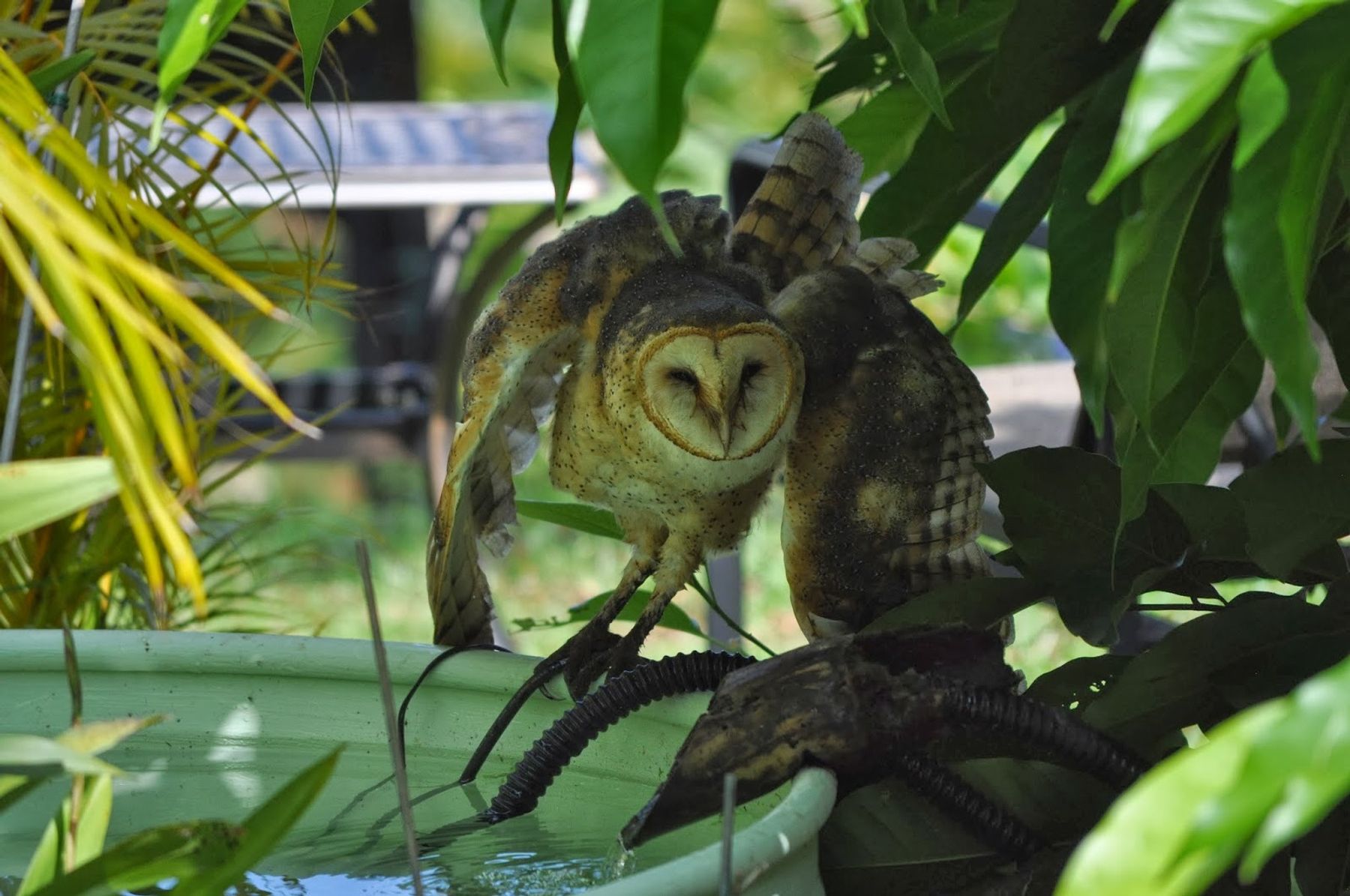 Photo 10 of Aloha Guest House Bed and Breakfast in South Kona, Big-island