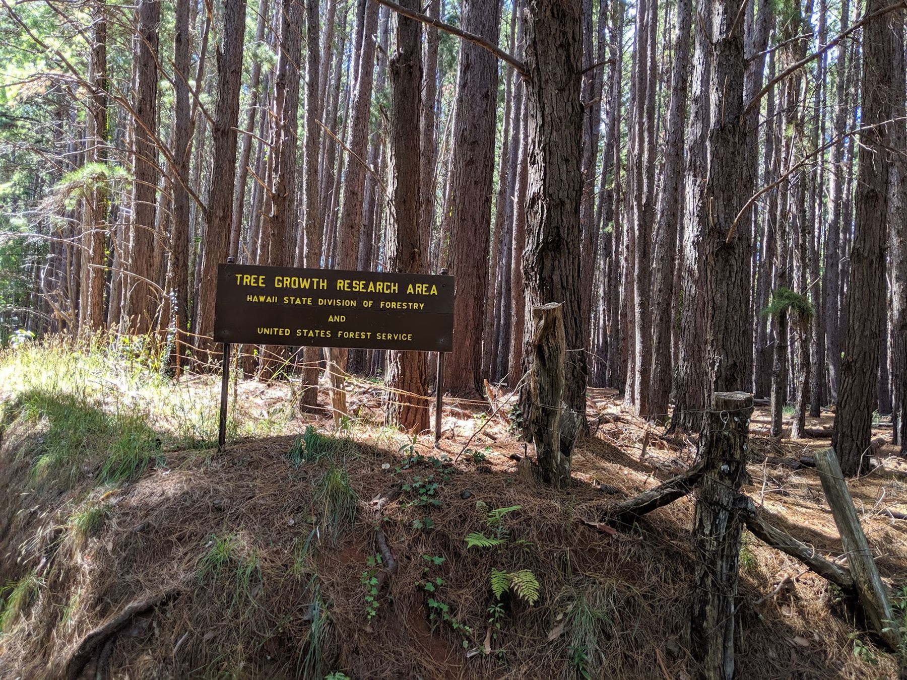 Photo 3 of Waihou Spring Trail in Makawao & Pukalani, Maui