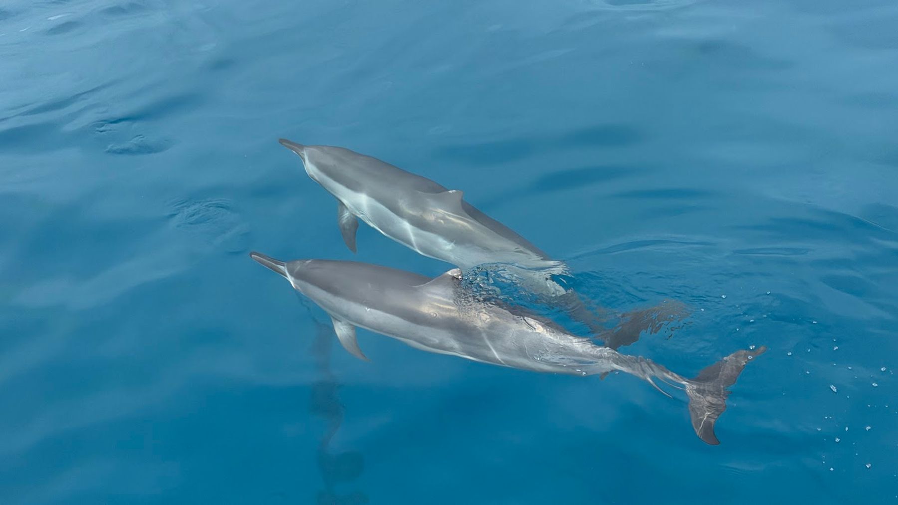 Photo 5 of Iruka Hawaii Dolphin Snorkeling Tours in Ala Moana & Mōʻiliʻili, Oahu