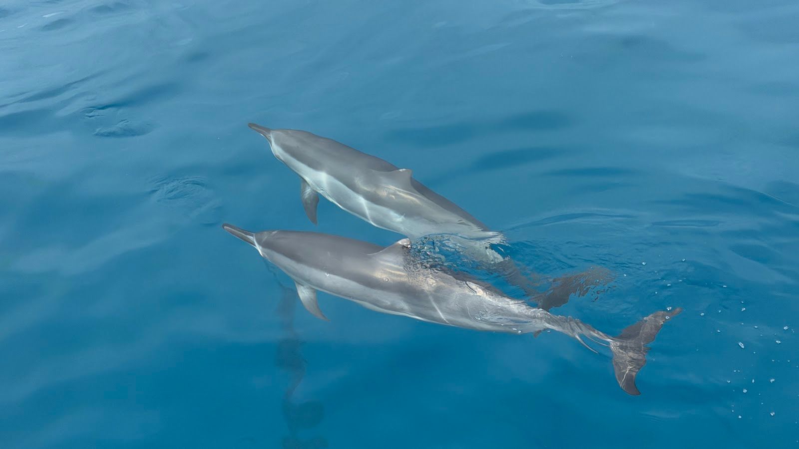 Photo 5 of Iruka Hawaii Dolphin Snorkeling Tours in Ala Moana & Mōʻiliʻili, Oahu