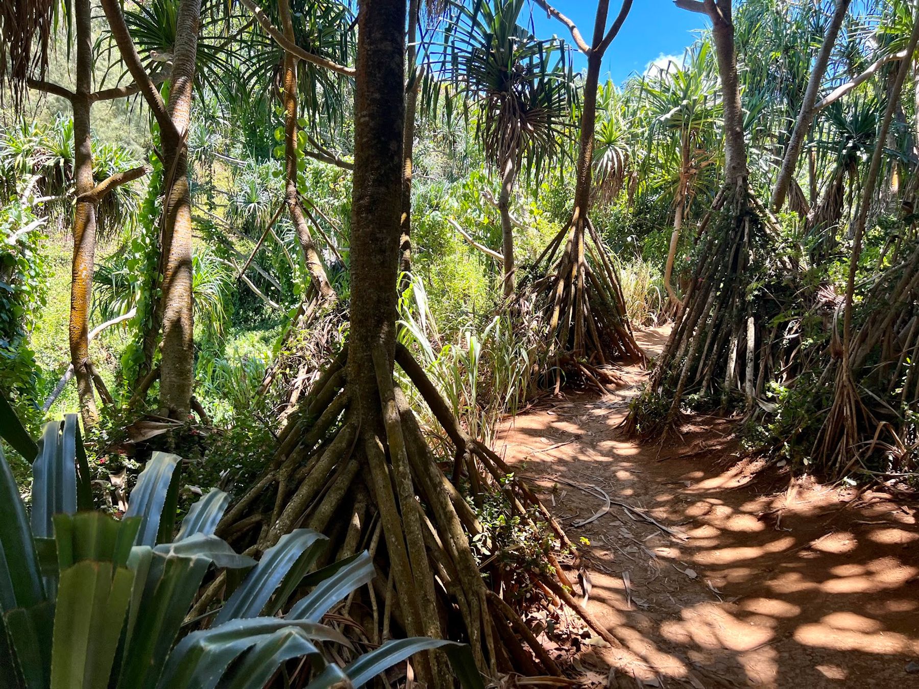 Queen’s Bath in Princeville, Kaua‘i photo 5