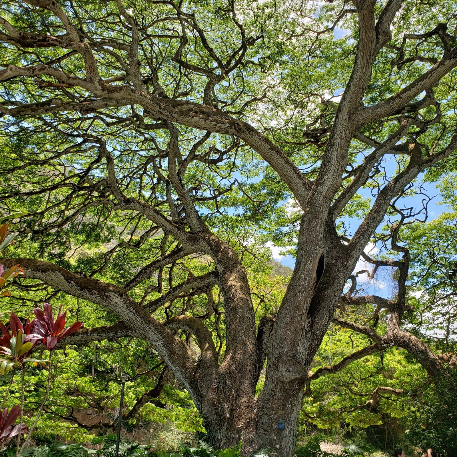 Photo 8 of Waimea Botanical Garden in Pūpūkea, Oahu