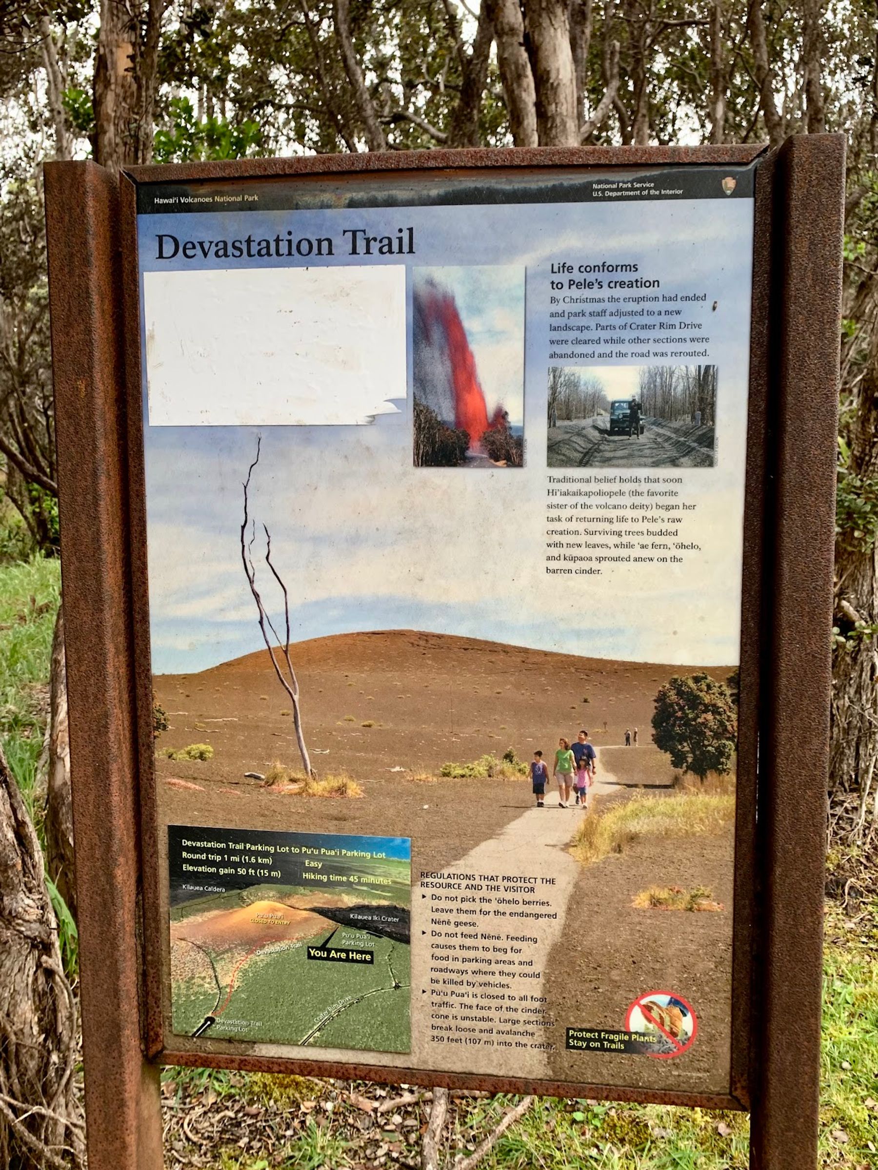 Photo 7 of Devastation Trail in Volcano, Big Island