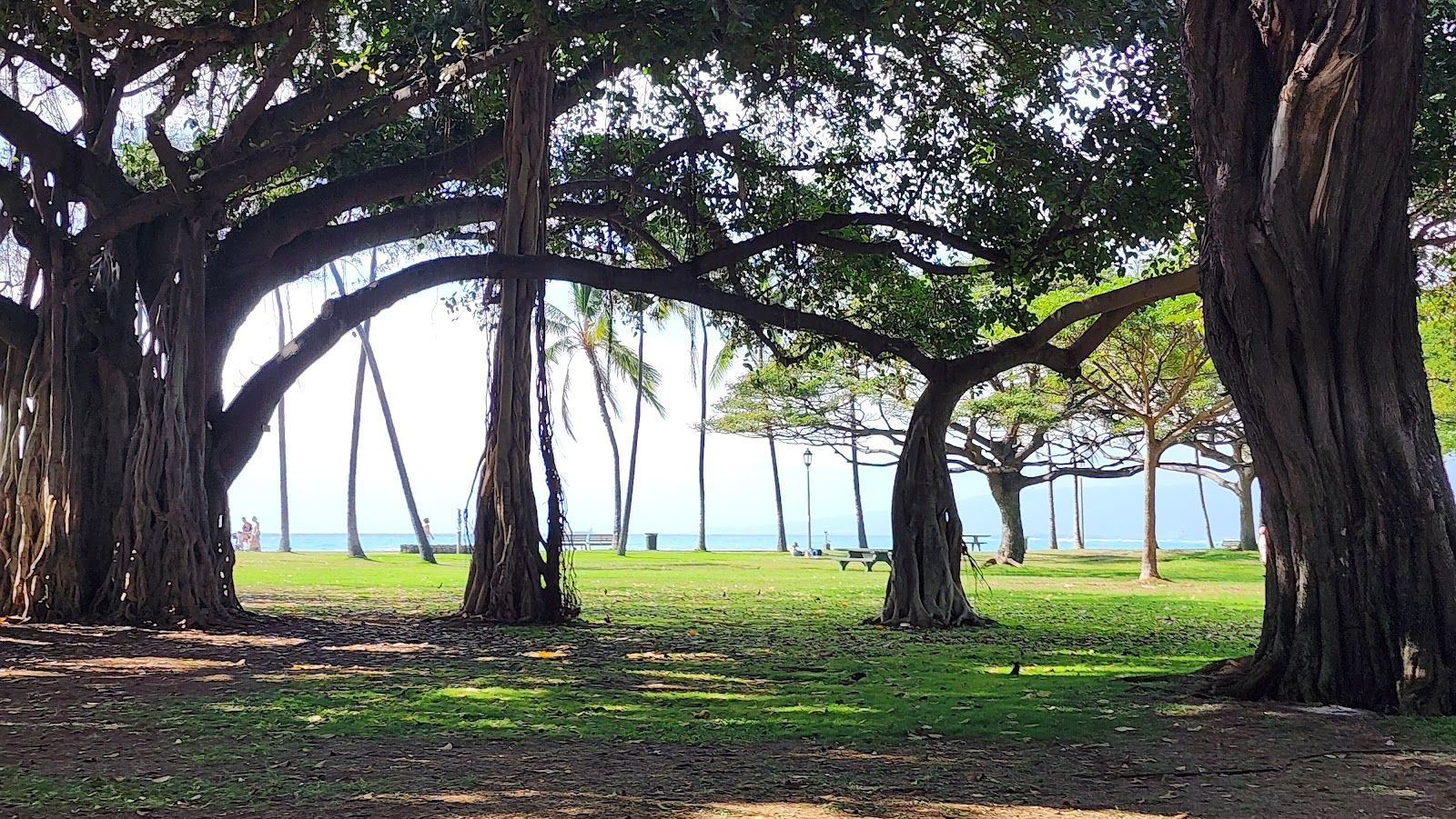 Photo 6 of Sans Souci State Recreational Park in Diamond Head & Kapahulu, Oahu