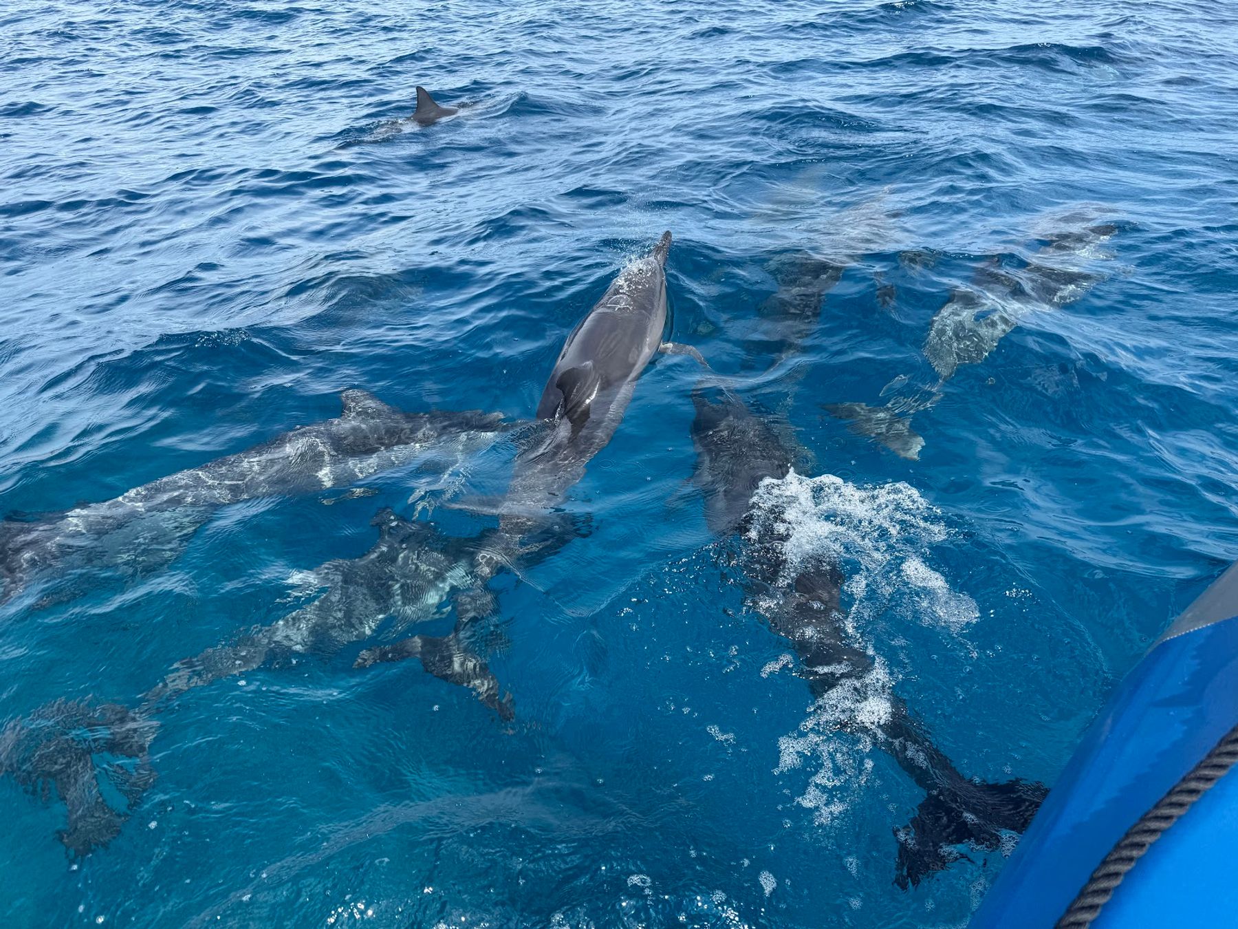 Photo 4 of Liquid Hawai‘i Charters in Waikoloa, Big Island