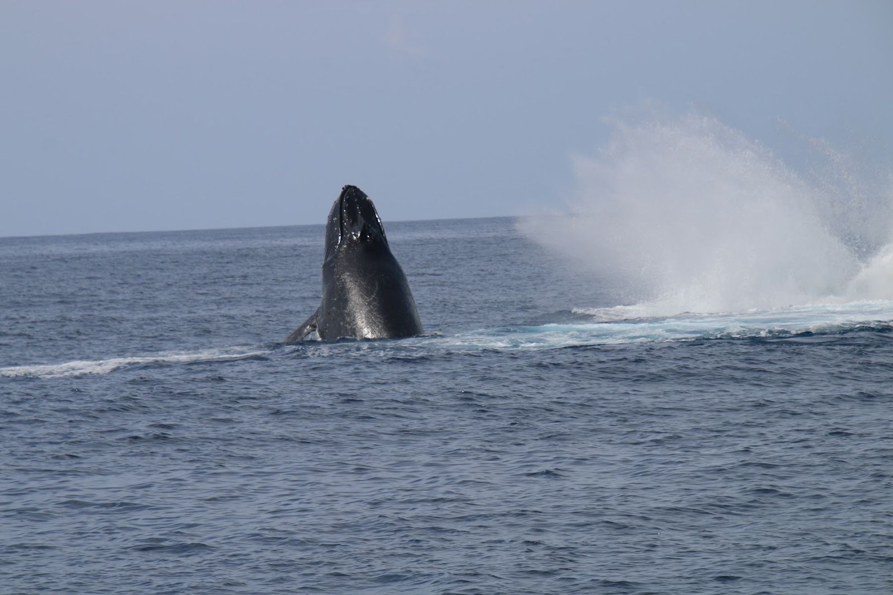 Photo 1 of Captain Dan McSweeney's Whale Watching Adventures in Kailua-Kona, Big Island