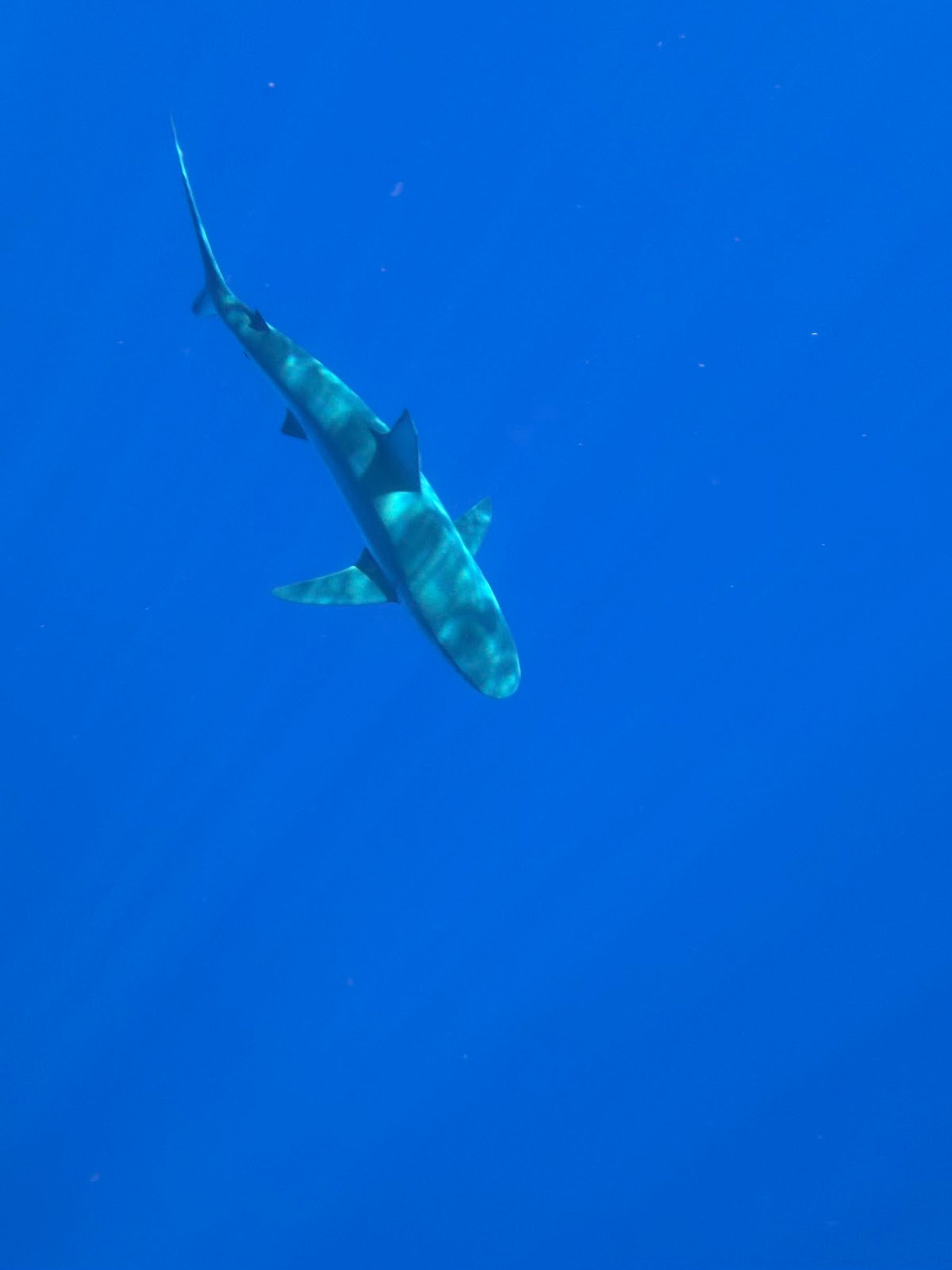 Photo 5 of Go Adventure Hawaii in Haleʻiwa, Oahu