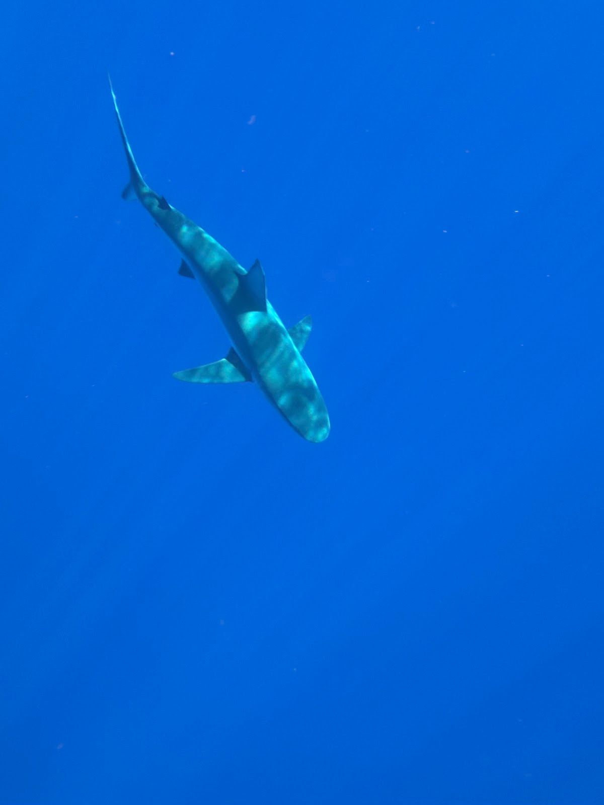 Photo 5 of Go Adventure Hawaii in Haleʻiwa, Oahu
