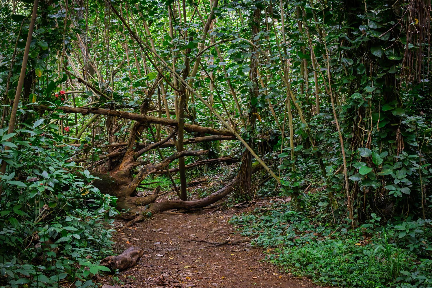 Shaded jungle trail on Kaua‘i with dense green foliage, vines, and a large fallen tree arching across the path
