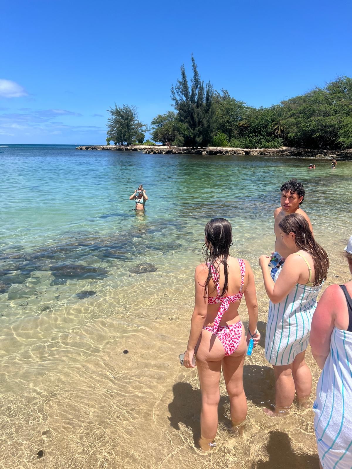 Photo 8 of Hawaii Turtle Tours in Ala Moana & Mōʻiliʻili, Oahu